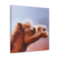 Dromedary Camel Oasis - Canvas