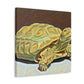 "Gorgeous Russian Tortoise" - Canvas