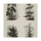 Pine Tree Enchantment - Canvas