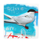 Arctic Tern Magic - Canvas