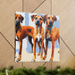 Rhodesian Ridgeback Reflection - Canvas