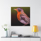 "American Robin in Oil" - Canvas