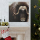 Musk Ox Majesty - Canvas