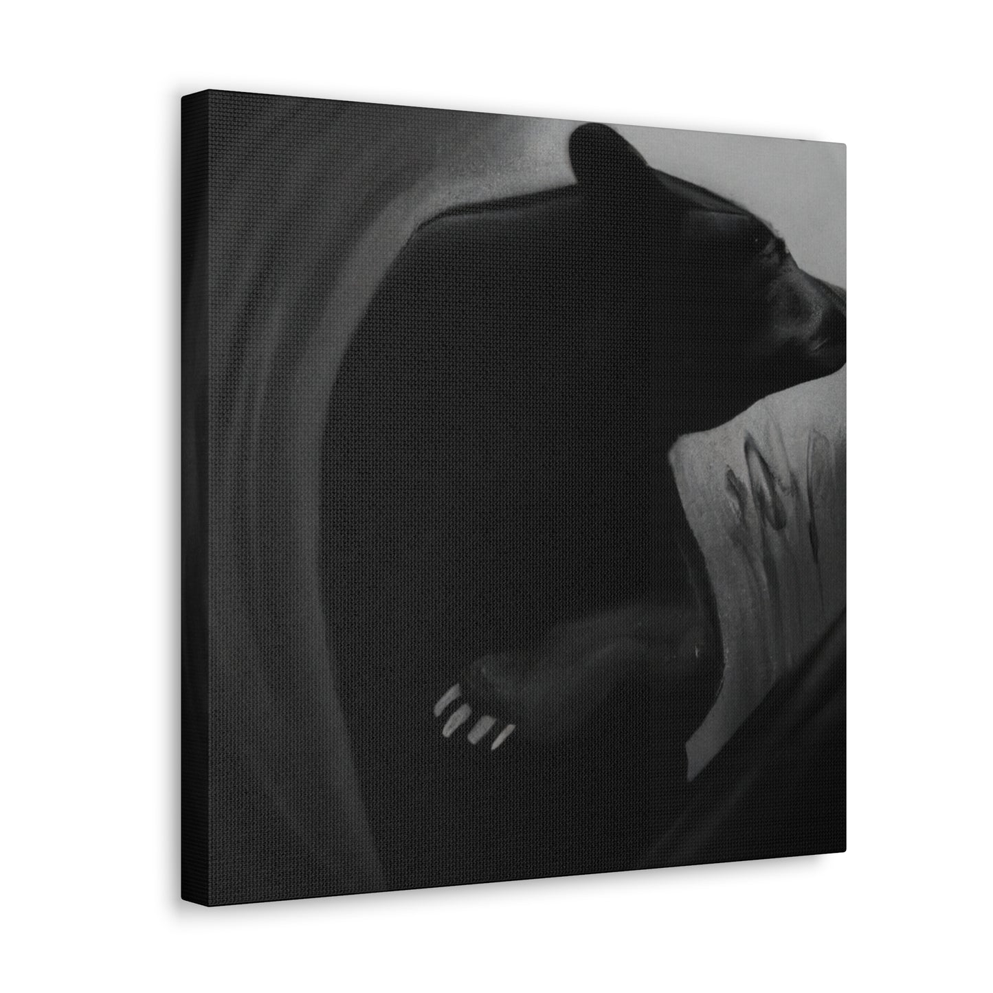 "Asiatic Black Bear Dreaming" - Canvas