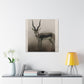 Antelope on the Plains - Canvas