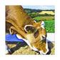 "Jersey Cow in Perspective" - Canvas