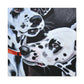 "Dalmatian on Canvas" - Canvas