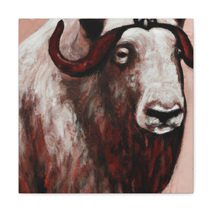 Musk Ox Splendor. - Canvas