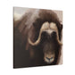 Musk Ox Majesty - Canvas