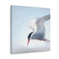 Terns in Arctic Snow - Canvas