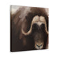 Musk Ox Majesty - Canvas