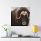 Musk Ox Majesty - Canvas