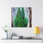 "Ancient Sequoia Splendor" - Canvas