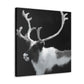 Reindeer in Realism - Canvas