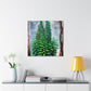 "Ancient Sequoia Splendor" - Canvas