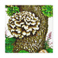 Maitake Mushroom Majesty - Canvas