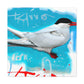 Arctic Tern Magic - Canvas