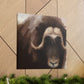 Musk Ox Majesty - Canvas