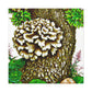 Maitake Mushroom Majesty - Canvas