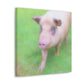 Pig With Pink Skin - Canvas