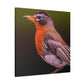 "American Robin in Oil" - Canvas