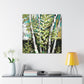 Birch Tree Grandeur - Canvas