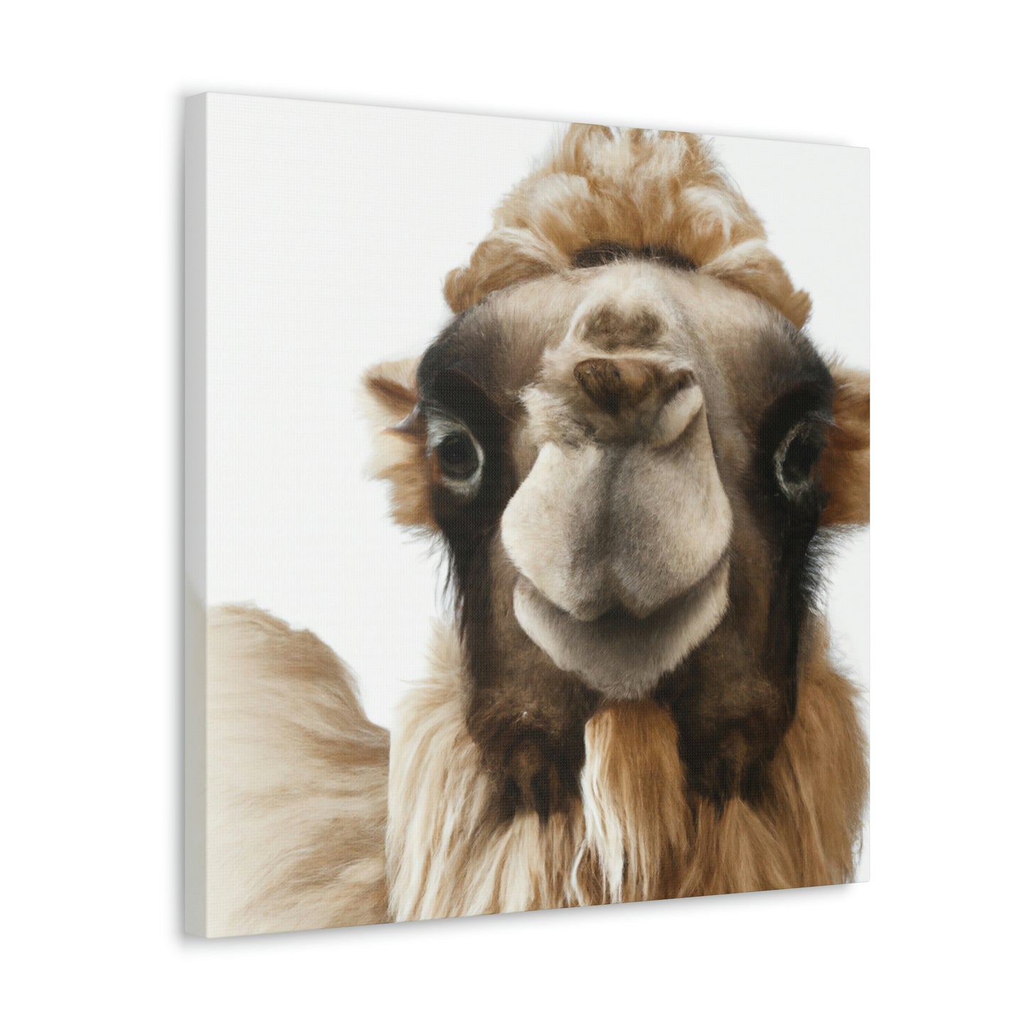 "Camel in the Desert" - Canvas