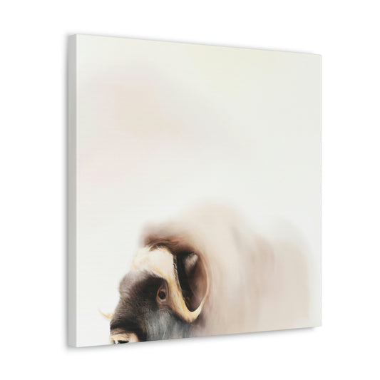 "Musk Ox Magnificence" - Canvas