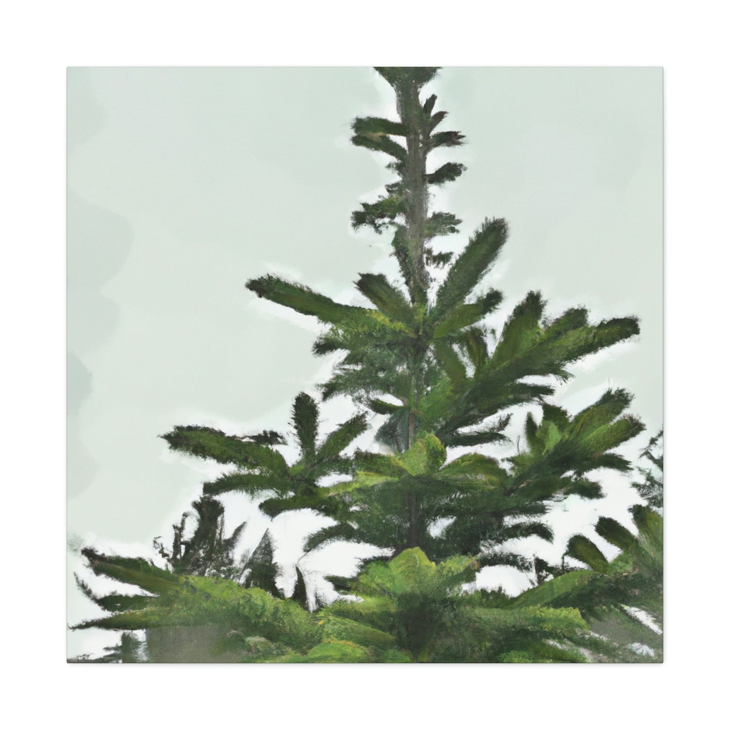 Douglas Fir Solitude. - Canvas