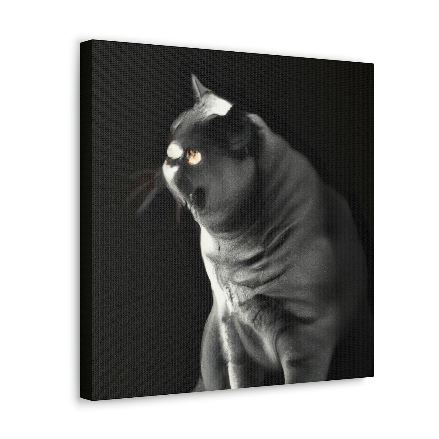 "British Shorthair Slumber" - Canvas