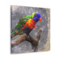 Rainbow Lorikeet Points - Canvas