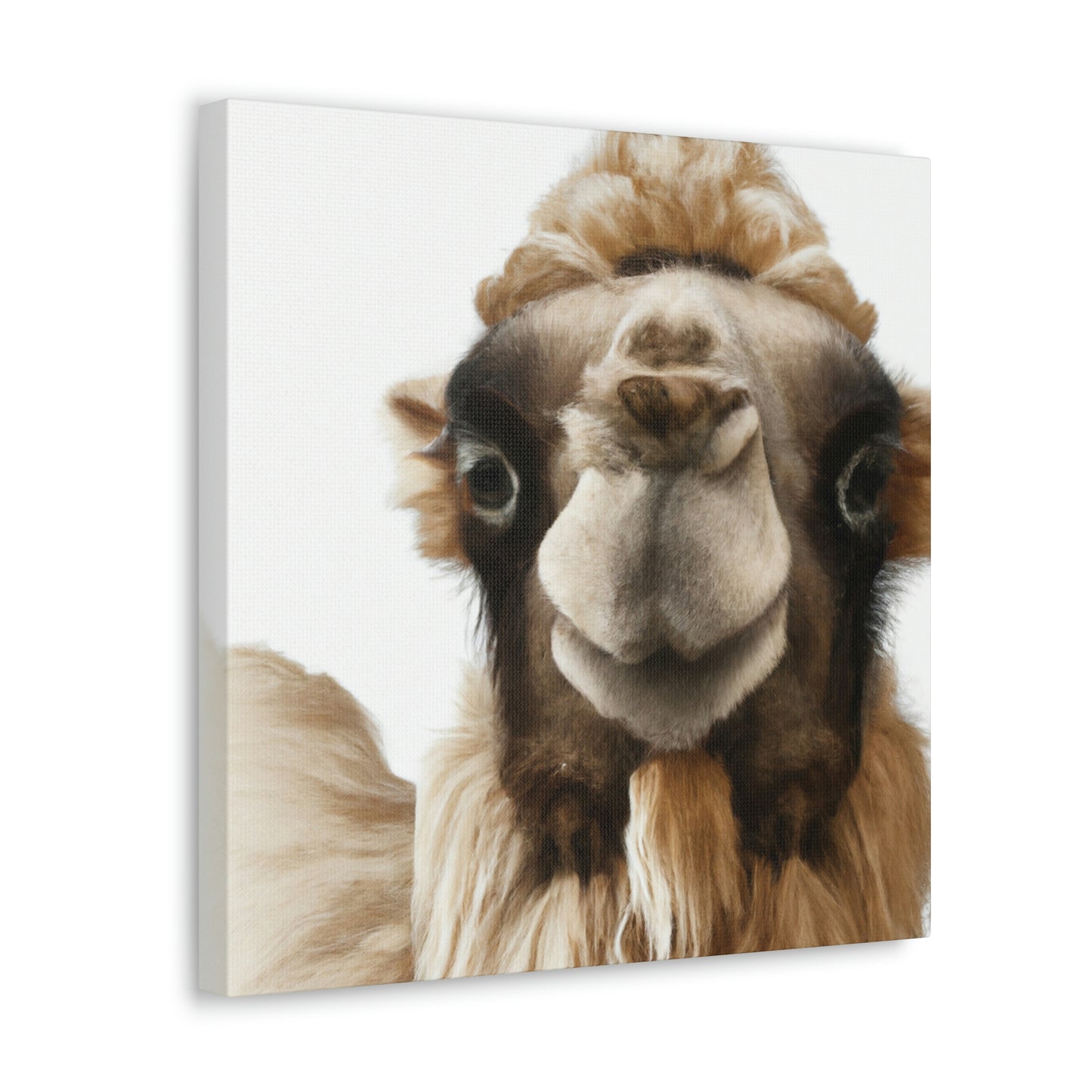 "Camel in the Desert" - Canvas