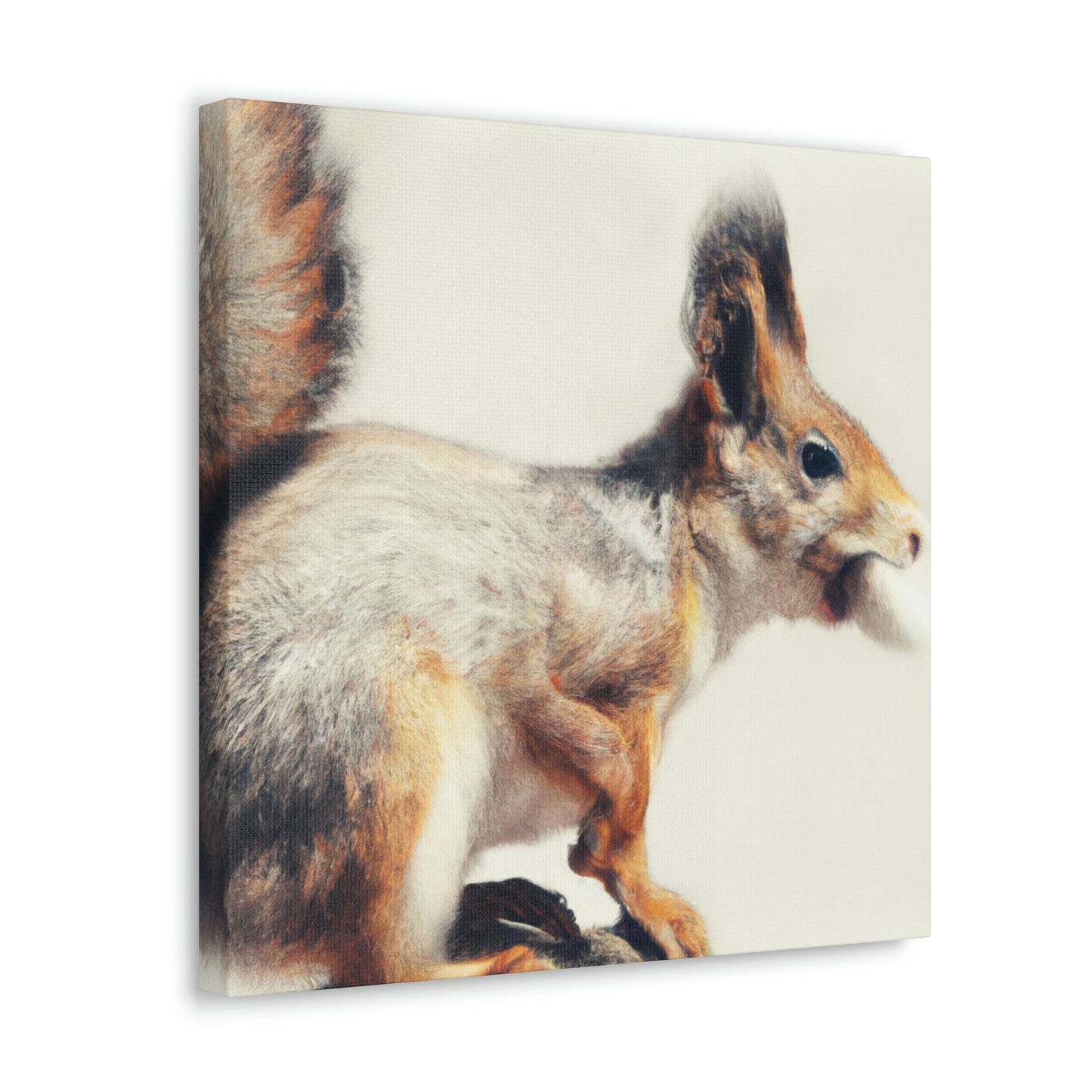 Squirrel In Repose - Canvas