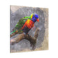 Rainbow Lorikeet Points - Canvas