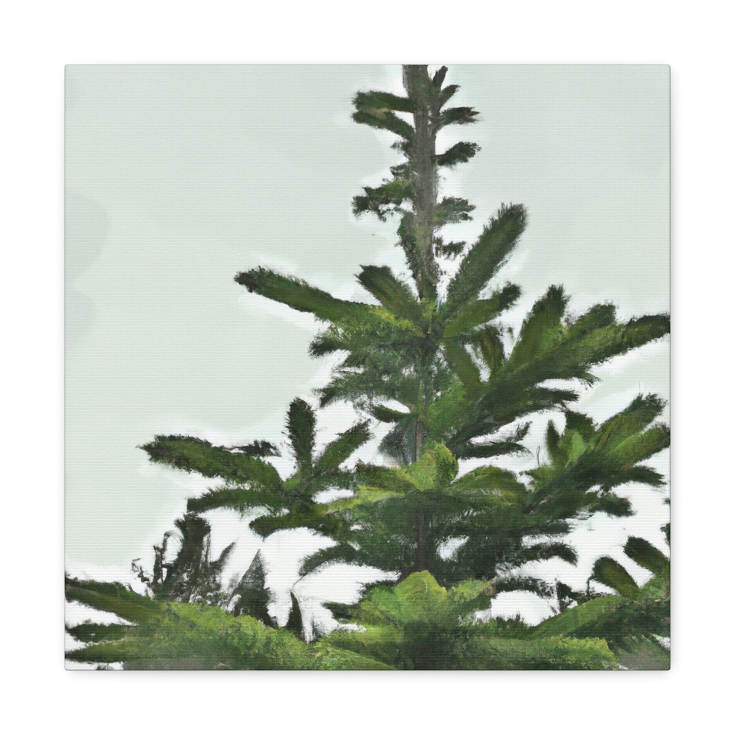 Douglas Fir Solitude. - Canvas